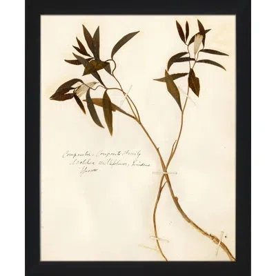 Wendover Art Group Pressed Botanical 19 - Picture Frame Painting On Paper In Cream;olive