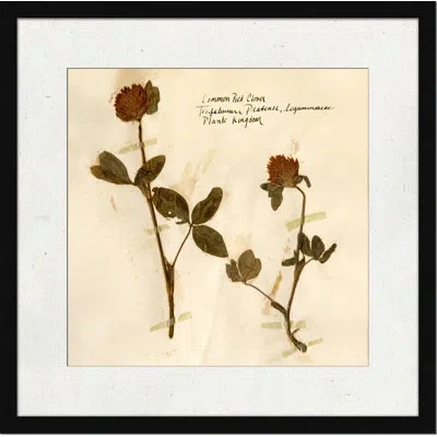 Wendover Art Group Pressed Botanical 2 - Picture Frame Print On Paper In Beige;olive