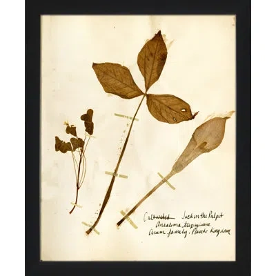 Wendover Art Group Pressed Botanical 20 - Picture Frame Print On Paper In Beige;olive