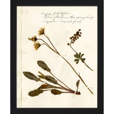 Wendover Art Group Pressed Botanical 22 - Picture Frame Painting On Paper In Beige;olive