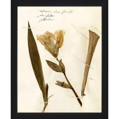 Wendover Art Group Pressed Botanical 23 - Picture Frame Print On Paper In Beige;olive