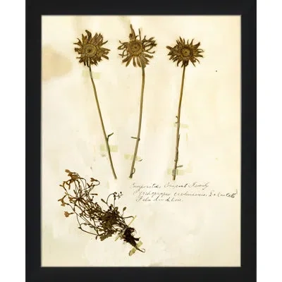Wendover Art Group Pressed Botanical 24 - Picture Frame Print On Paper In Brown;beige