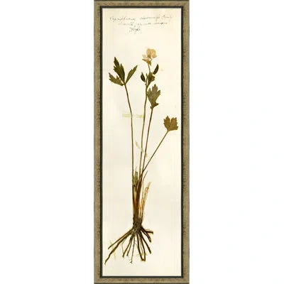 Wendover Art Group Pressed Botanical 26 - Picture Frame Print On Paper In Beige;olive