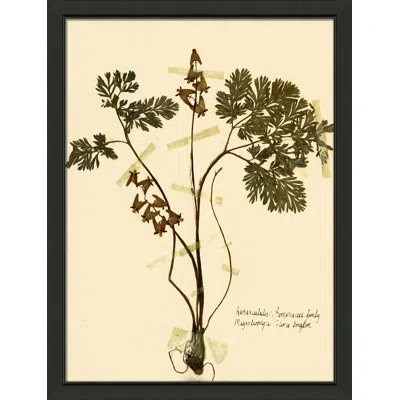 Wendover Art Group Pressed Botanical 27 - Picture Frame Print On Paper In Beige;olive