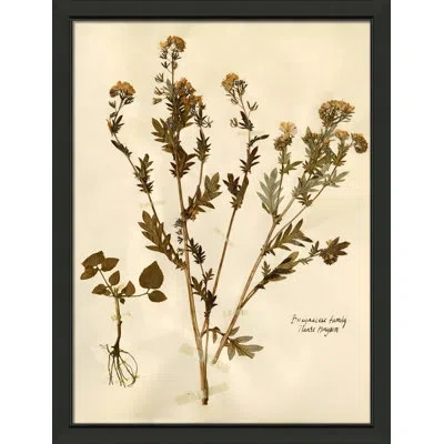 Wendover Art Group Pressed Botanical 28 - Picture Frame Print On Paper In Beige;olive