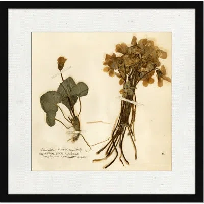 Wendover Art Group Pressed Botanical 3 - Picture Frame Print On Paper In Beige;peru;olive