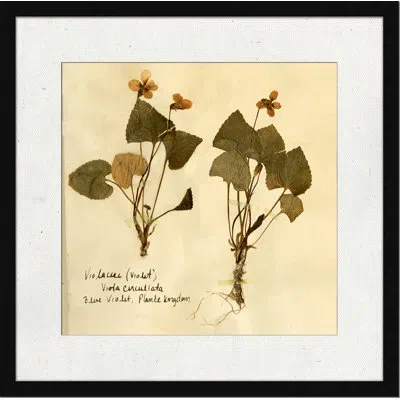 Wendover Art Group Pressed Botanical 4 - Picture Frame Print On Paper In Beige;olive