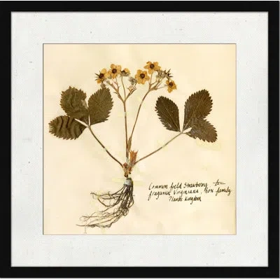 Wendover Art Group Pressed Botanical 5 - Picture Frame Print On Paper In Beige;gold;olive