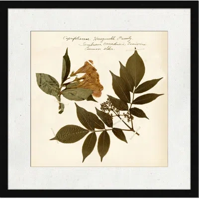 Wendover Art Group Pressed Botanical 6 - Picture Frame Print On Paper In Blue;brown;pink