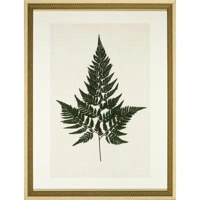 Wendover Art Group Pressed Fern I - Picture Frame Graphic Art In Green;beige