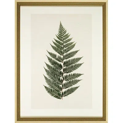 Wendover Art Group Pressed Fern Ii - Picture Frame Graphic Art In Green;beige