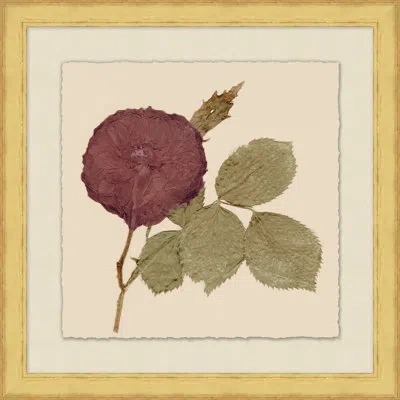 Wendover Art Group Pressed Flowers 3 - Picture Frame Painting On Paper In Green;red;ivory