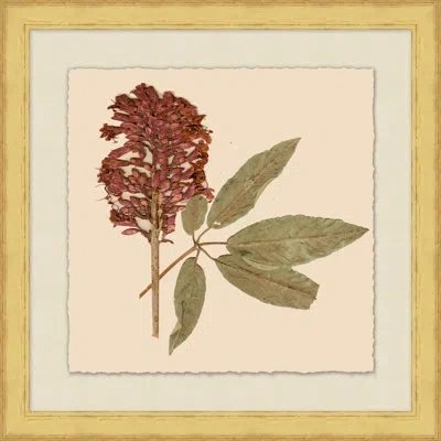 Wendover Art Group Pressed Flowers 4 - Picture Frame Painting On Paper In Green;red;ivory