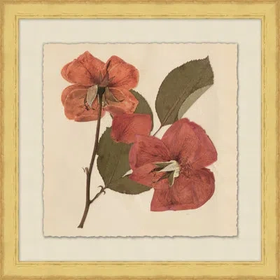 Wendover Art Group Pressed Flowers 6 - Picture Frame Painting On Paper In Green;red;beige