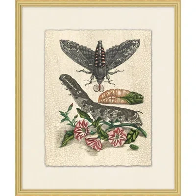 Wendover Art Group Prevailing Nature 6 - Picture Frame Painting In Brown