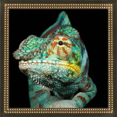 Wendover Art Group Prince By Thom Filicia - Single Picture Frame Photograph On Paper In Black;green