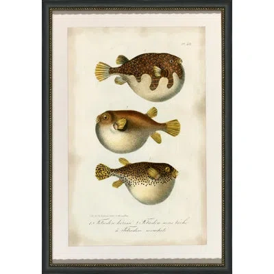 Wendover Art Group Puffer Fish - Picture Frame Graphic Art On Paper In Brown;beige