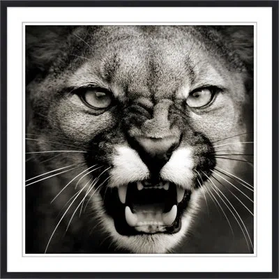 Wendover Art Group Puma In Focus 1 In Black,gray,white