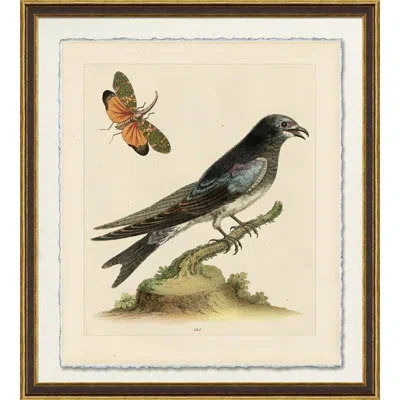 Wendover Art Group Purple Martin - Picture Frame Painting On Paper In Black;green;gray