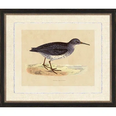 Wendover Art Group Purple Sand Piper - Picture Frame Painting On Paper In Black;white;beige