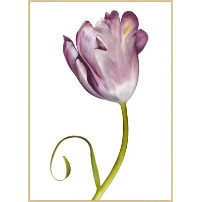 Wendover Art Group " Purple Tulip " In Purple,green