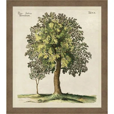 Wendover Art Group Purus Sativa - Picture Frame Painting On Paper In Brown;green