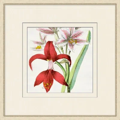 Wendover Art Group Radiant Blossoms 3 - Picture Frame Painting On Paper In Multi