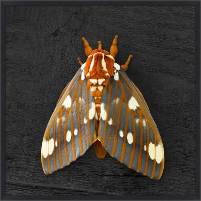 Wendover Art Group Regal Moth 2 In Black,orange,gray,ivory