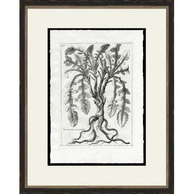 Wendover Art Group Rooted Plant I - Picture Frame Painting On Paper In Gray;beige