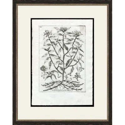 Wendover Art Group Rooted Plant Ii - Picture Frame Painting On Paper In Gray