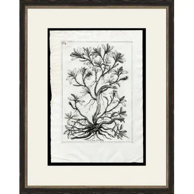 Wendover Art Group Rooted Plant Iii - Picture Frame Painting On Paper In Black;gray