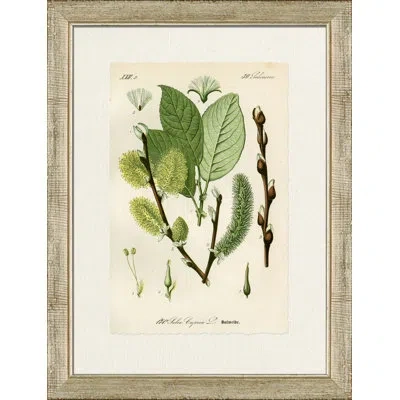 Wendover Art Group Salweide - Picture Frame Painting On Paper In Brown;green;cream