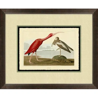 Wendover Art Group Scarlet Ibis - Picture Frame Painting On Paper In Brown;gray;red