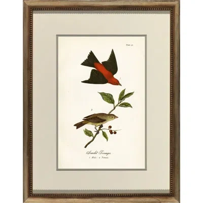 Wendover Art Group Scarlet Tanger - Picture Frame Graphic Art In Brown;green;beige