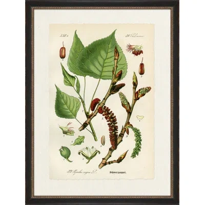 Wendover Art Group Schwarzpappel - Picture Frame Painting On Paper In Brown;green;beige
