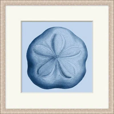 Wendover Art Group Sea Specimin 5 - Picture Frame Painting In Blue;white