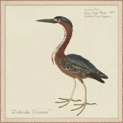 Wendover Art Group Seabird Collection 6 - Picture Frame Painting On Paper In Brown;gray