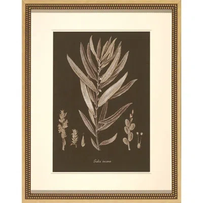 Wendover Art Group Sepia Leaves On Chocolate I - Picture Frame Painting On Paper In Brown;cream