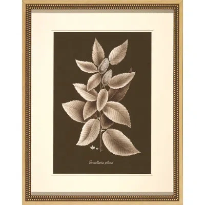 Wendover Art Group Sepia Leaves On Chocolate Ii - Picture Frame Painting On Paper In Brown