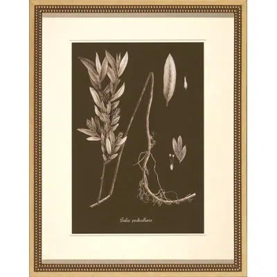 Wendover Art Group Sepia Leaves On Chocolate Iii - Picture Frame Painting On Paper In Brown