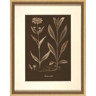 Wendover Art Group Sepia Leaves On Chocolate Iv - Picture Frame Painting On Paper In Brown;white