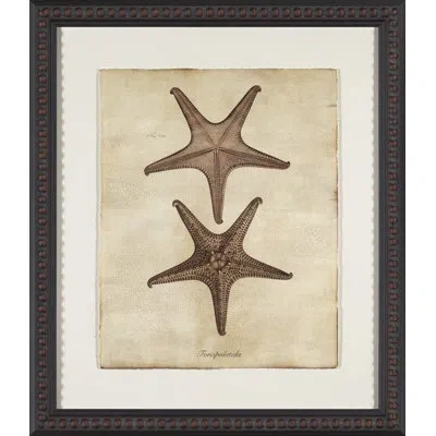 Wendover Art Group Sepia Sea Collection Ii - Picture Frame Painting On Paper In Brown;beige