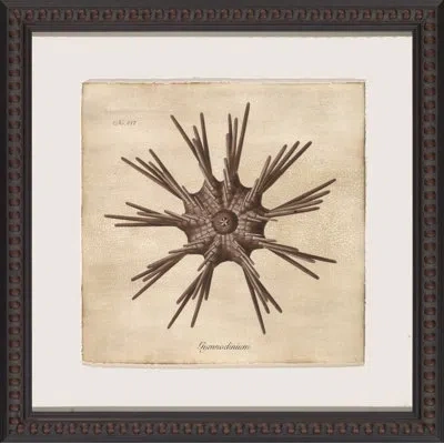 Wendover Art Group Sepia Sea Collection Iii - Picture Frame Painting On Paper In Brown;beige