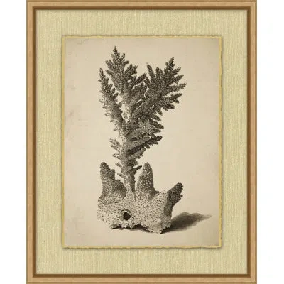 Wendover Art Group Sepia Sealife 1 - Picture Frame Drawing Print In Black;white;beige