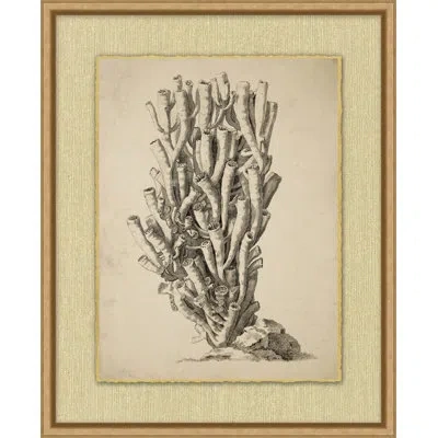 Wendover Art Group Sepia Sealife 10 - Picture Frame Drawing Print In Black;white;beige