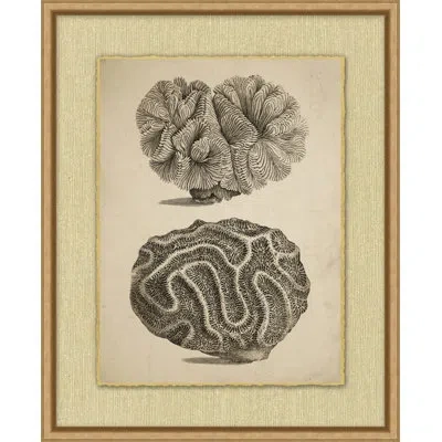 Wendover Art Group Sepia Sealife 3 - Picture Frame Drawing Print In Black;white;beige
