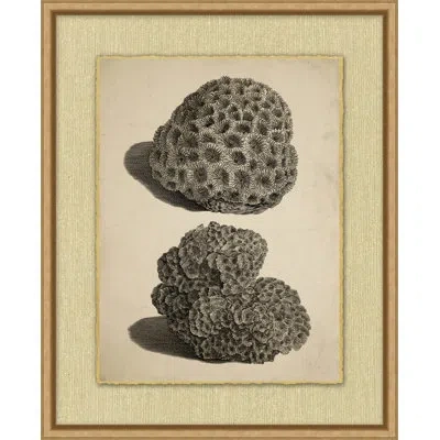 Wendover Art Group Sepia Sealife 4 - Picture Frame Drawing Print In Black;white;beige