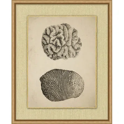 Wendover Art Group Sepia Sealife 5 - Picture Frame Drawing Print In Black;white;beige