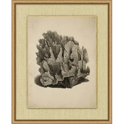 Wendover Art Group Sepia Sealife 6 - Picture Frame Drawing Print In Black;white;beige