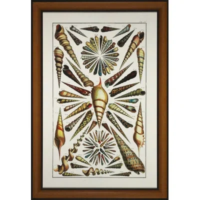 Wendover Art Group Shell Arrangement - Picture Frame Graphic Art In Beige